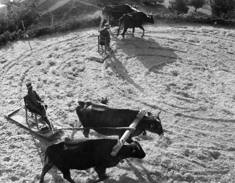 Threshing at Mandres: two men seated on wooden sledges pulled by oxen over cut grain on a threshing floor