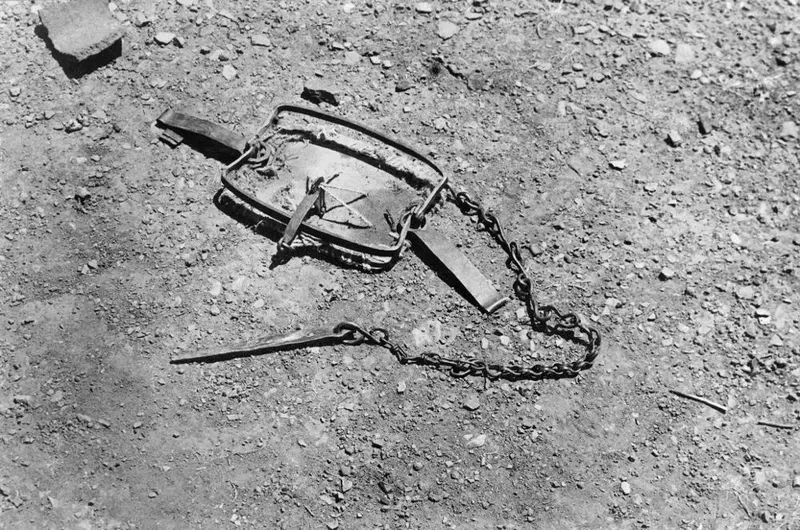 Animal trap, called pagida in Greek, lying on stony ground with its chain stretched out