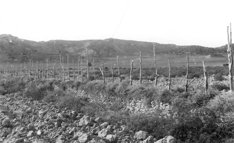 Rows of bare wooden stakes in scrubby ground at Galinoporni, with low hills behind