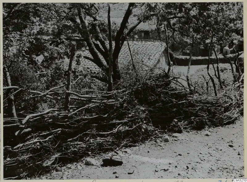 Fence of cut branches beside a dirt track at Lazania, with trees and a tiled-roof building behind