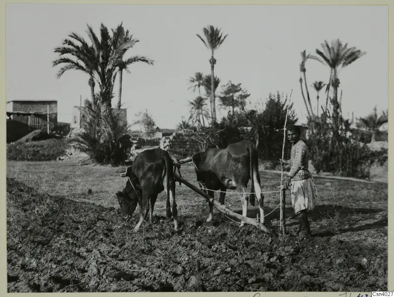 Farmer ploughing a field with a pair of oxen, palm trees and a low building behind