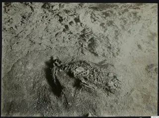 Skeleton partly exposed in soil during excavation of Tomb 302 at Lapithos, Vrysi tou Barba