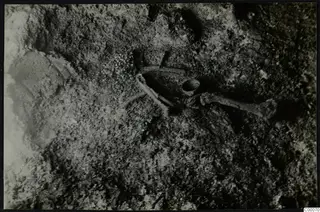 Skeleton lying in soil in Tomb 322 b at Lapithos, Vrysi tou Barba, during excavation