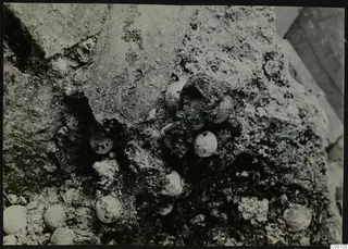 Tomb 322 b at Lapithos, Vrysi tou Barba: close view of round pale objects embedded in crumbly soil during excavation