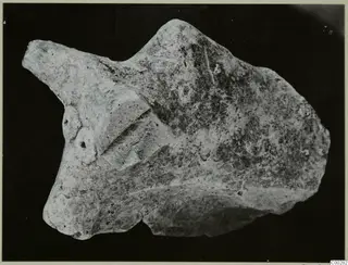 Fragment of a terracotta minor plastic animal figurine from Soli, shown against a black background.