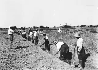 Workers digging a long trench at Lapithos with spades and hoes, under a pale sky.
