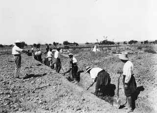 Workers digging a long trench at Lapithos, with shovels and a pick, and a white tent in the background