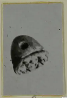 Blurred photograph of a small glyptic object from Tomb 403 at Lapithos, mounted on a card