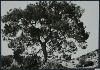 Large tree with spreading branches above bushes and a pale slope at Vouni