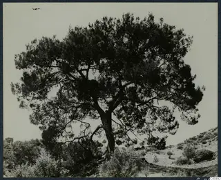 Large pine tree with spreading crown on a scrubby hillside, with bushes and a bare slope beside it.