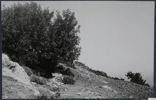 Rocky hillside at Vouni with a large dense tree and a pale limestone outcrop at left