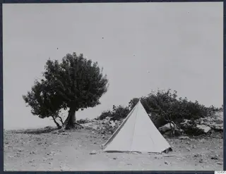 Vouni Palace area with a large tree, a white tent and stony ground