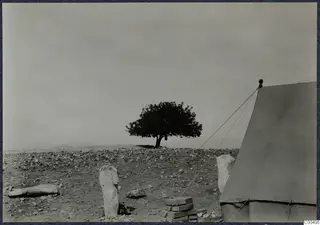 Rocky open ground at Vouni with a lone tree, a canvas tent on the right and scattered stones and objects