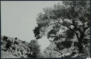 Large pine tree over a scrubby hillside, with a seated person at the lower right