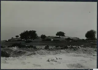 Pale dog lying on bare excavated ground beside a line of stones at Vouni, with trees and tents on the hills behind.