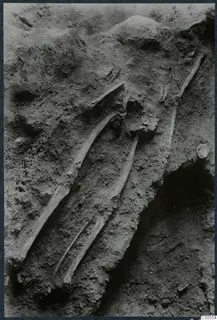 Long bones of a secondary burial lying in excavated soil in Tomb 11 at Vouni.