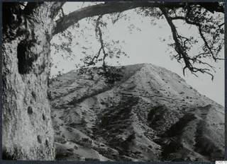 Bare hillside seen through the branches of a large tree, with a pale sky behind.
