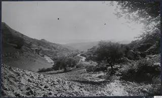 Rocky valley with a winding track, olive trees and hills under a pale sky, seen from near Vouni
