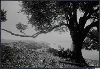 Large tree with spreading branches above a stony slope, with hills and the sea beyond at Vouni