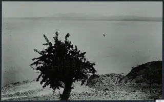 Tree on a rocky slope above calm water, with distant mountains beyond, at Vouni