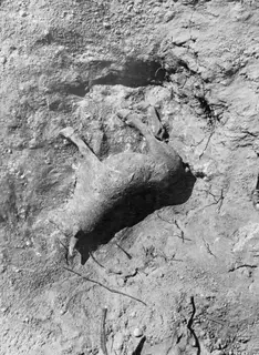 Field photograph of an animal-shaped object, possibly a figurine, lying in soil at the Temple of Athena at Vouni