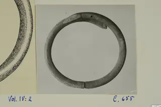 Ring-shaped bracelet ending in a snake's head, photographed before cleaning and mounted on a card beside an ink drawing of a ring.