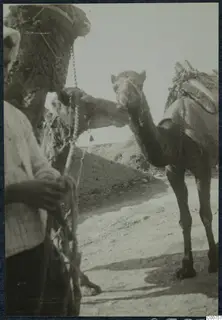 Two camels with saddles and ropes on a dirt track at Milia, one held by a person at the left edge