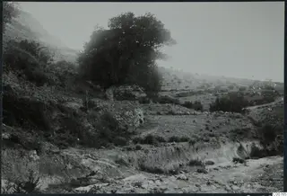 Landscape at Plakes, Lapithos, with a large tree, low stone walls and a stony channel in the foreground.