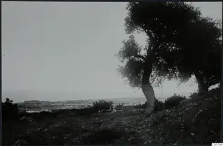 Landscape at Plakes, Lapithos, with large trees on a stony slope and a plain with the sea beyond.