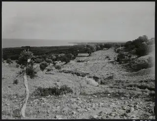 Open hillside with scattered olive trees and rocks, sloping down towards a bay of the sea at Plakes, Lapithos.