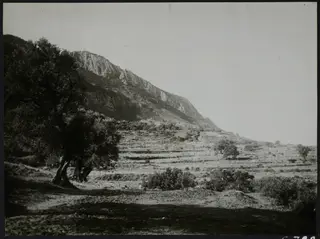 Landscape at Lapithos, Plakes, with olive trees in the foreground, terraced slopes and a rocky mountain behind