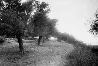 Row of gnarled trees beside a stony, open area at Ayia Anastasia, Lapithos
