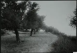 Gnarled trees beside a stony path at Ayia Anastasia, Lapithos, with scrub along the right edge.