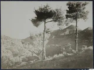 Two tall pines and a dead tree on a hillside with bushes and rounded mountains behind, near Machairas