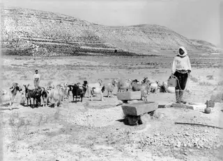 Shepherd and boy with a flock of goats beside a stone water trough in a dry, hilly landscape