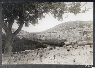 Kalavasos village on a hillside, seen from the east, with a large tree in the foreground