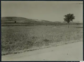 Open grassy plain with a lone tree on the right and low hills across the background at Idalion.