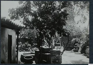 Courtyard of the Swedish Institute in Nicosia, with a tree, stacked wooden crates and a whitewashed building