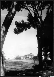 Tall tree trunks frame a view across dry ground to a low wall and whitish buildings in Nicosia