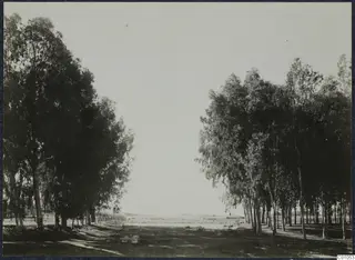 Two rows of tall trees line a dirt track in Nicosia, with low stone blocks on the ground in the foreground.