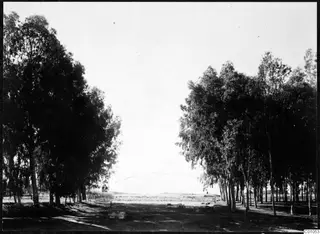 Tall trees line a dirt track leading to flat open ground in Nicosia