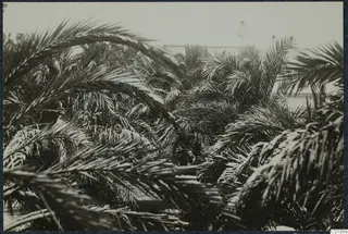 Dense palm fronds with snow lying on them, in Nicosia.