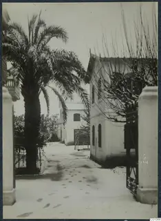 Snow-covered lane in Nicosia lined with white buildings, a tall palm tree and a bare tree by a gateway.