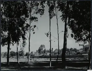 Tall trees, a long low wall and a two-storey building across bare ground in Nicosia.