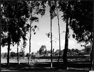 Tall slender trees frame a cleared open ground and a long low wall, with a two-storey building at the right edge in Nicosia.