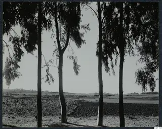 Tall slender trees framing a flat cultivated field and open ground at Nicosia