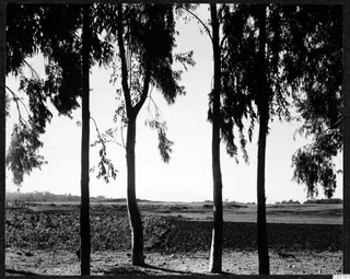Tall slender trees framing a flat cultivated field and open land in Nicosia