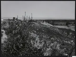 Flowering scrub on a grassy ridge at Marion, with people walking along the crest and the sea beyond.