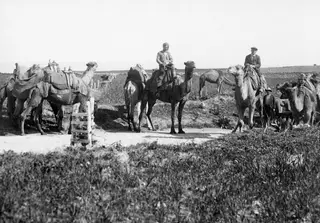 Camels with packs and two riders on a dirt road at Marion, with a wooden ladder at the roadside