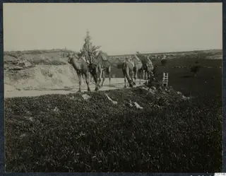 Camels with packs on a dirt track at Marion, one rider on the lead camel, and a wooden ladder beside a field.